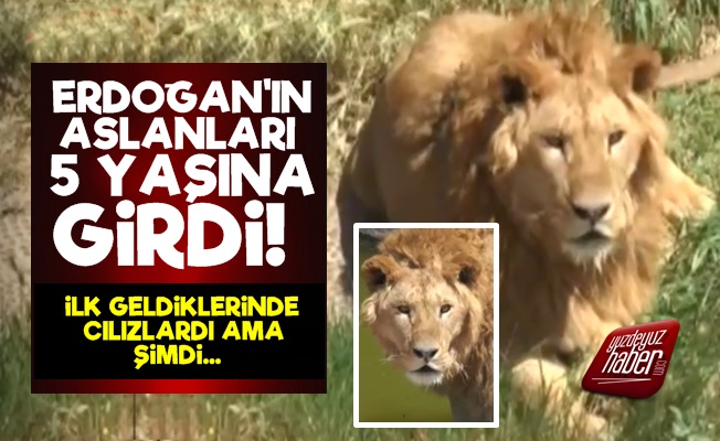 Erdoğan'ın Aslanları İlk Kez Görüntülendi!