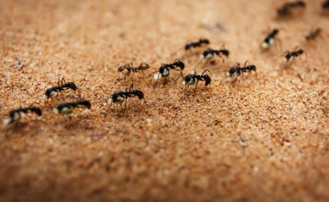 Dünyada Kaç Karınca Olduğu Ortaya Çıktı