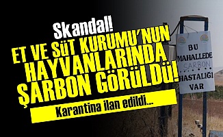 Ankara'da 'Şarbon' Paniği!