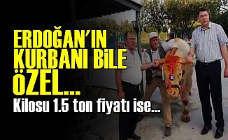 Erdoğan'a Özel Kurban!