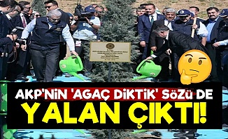 AKP'nin 'Milyarlarca Ağaç Diktik' Sözü de Yalan Çıktı!