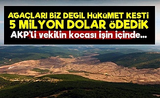 Kazdağları'nda Ağaçları AKP Kesmiş!