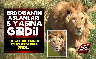 Erdoğan'ın Aslanları İlk Kez Görüntülendi!