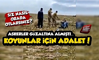 'TİGEM Arazisinde Otladınız' Diye Gözaltına Alınan Koyunlara 'Adalet' Talebi